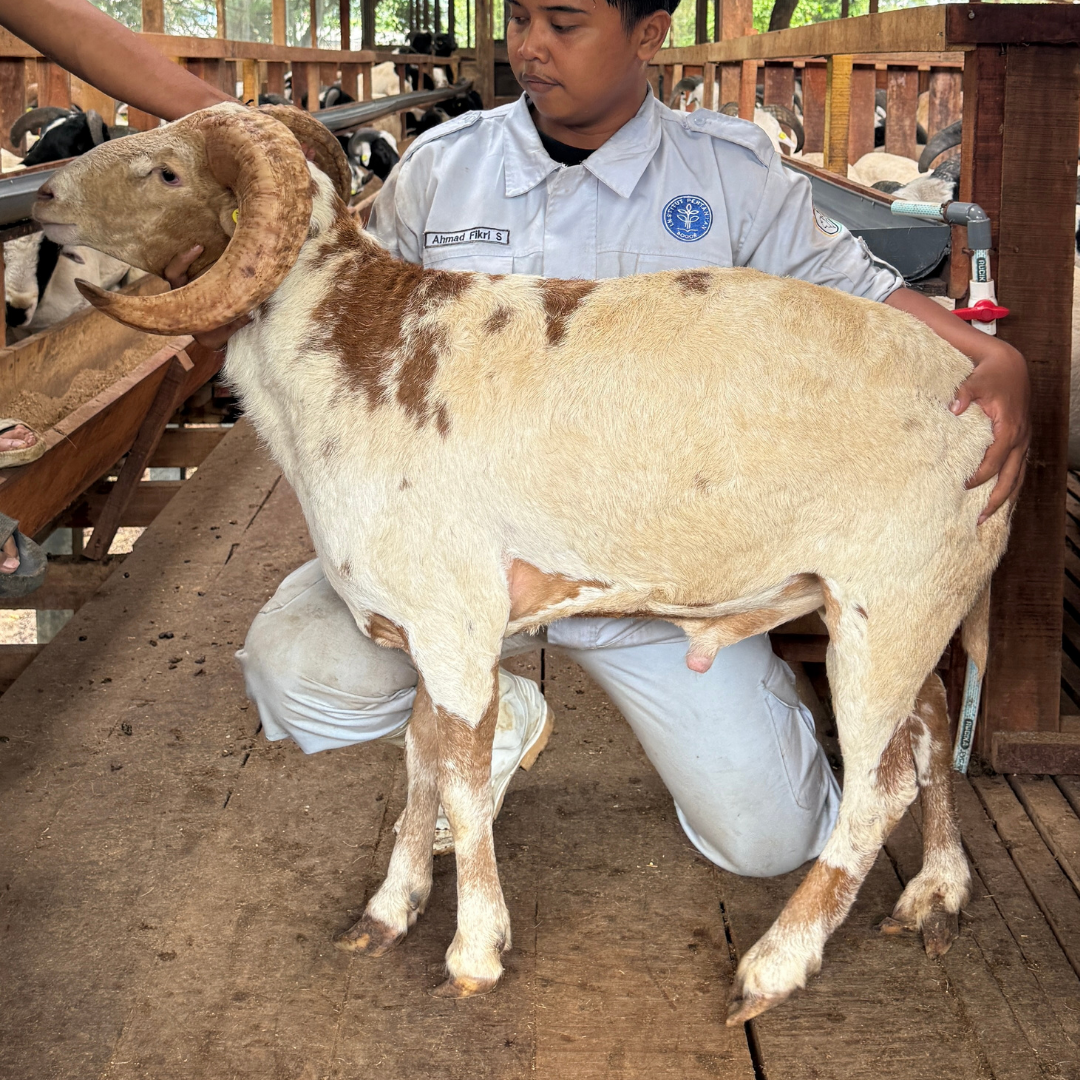 Istimewa Cross