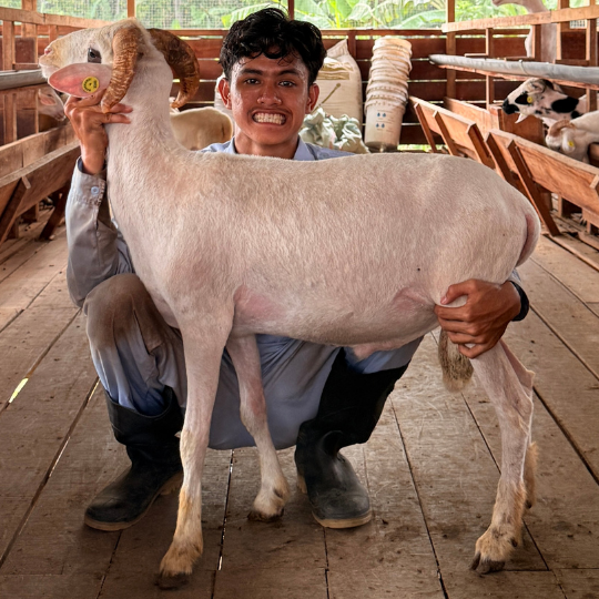 Reguler