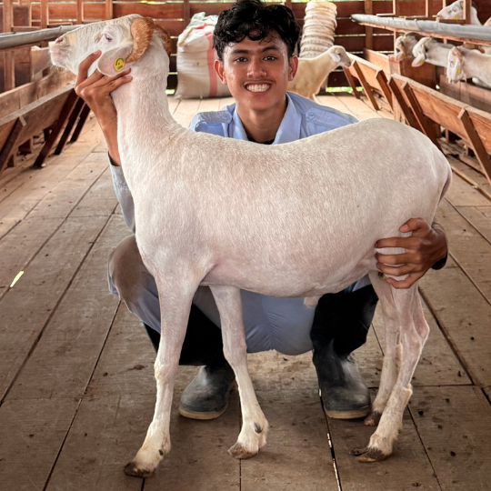 Reguler