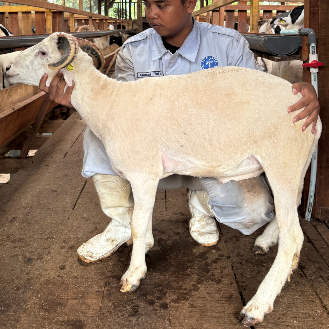 Premium Cross & Garut