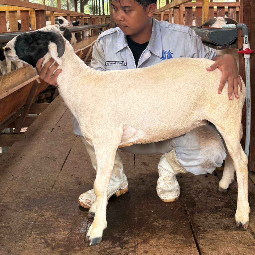 Premium Cross & Garut