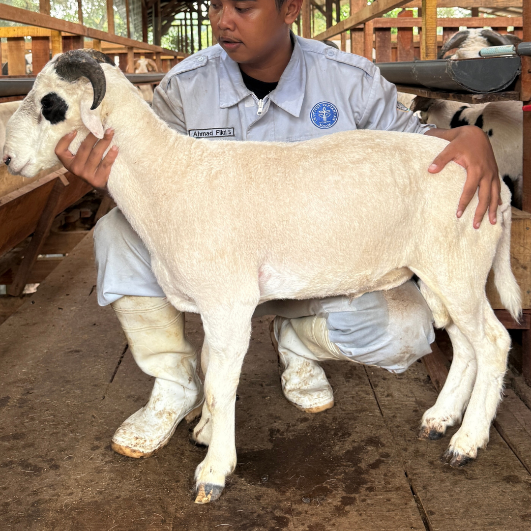 Premium Cross & Garut