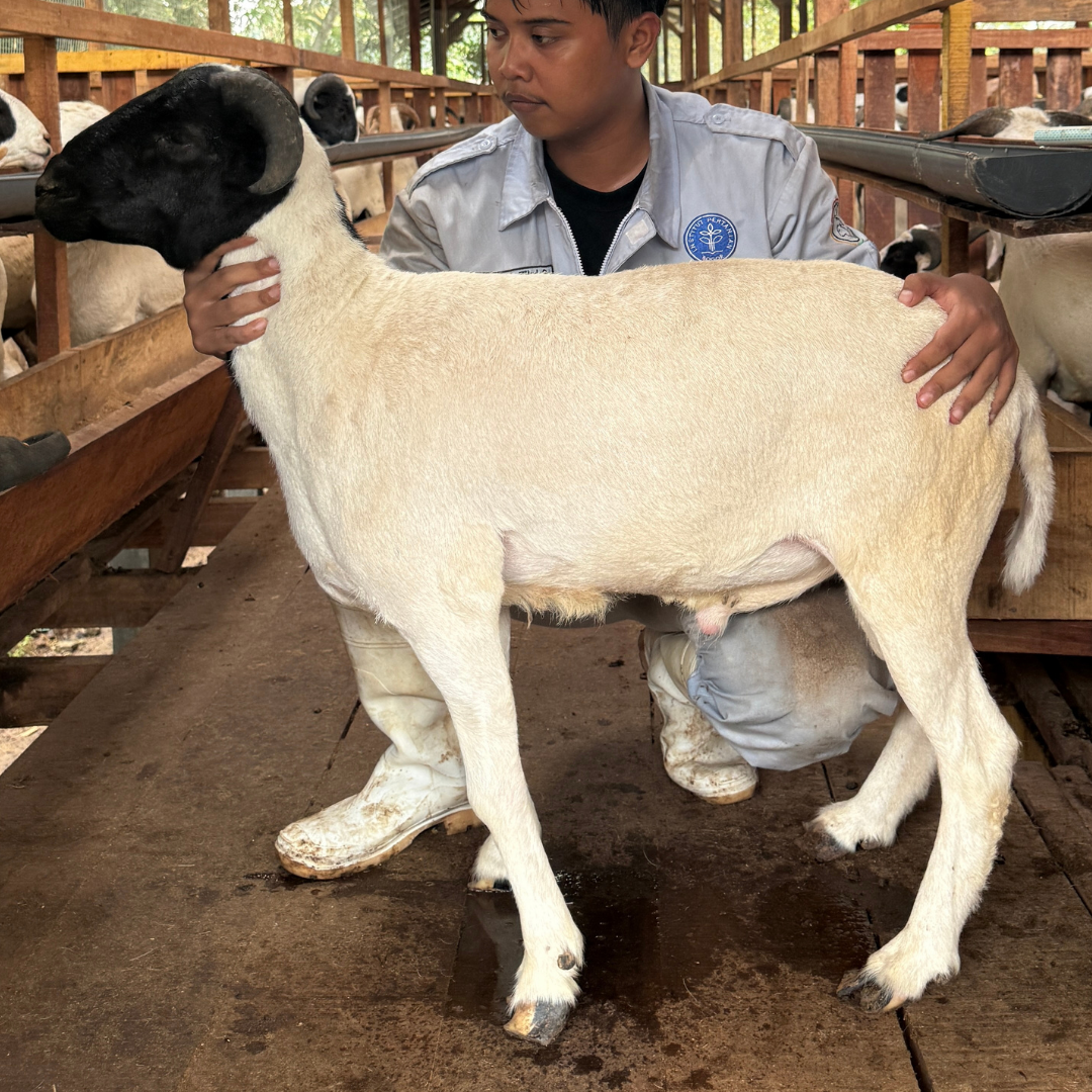 Premium Cross & Garut