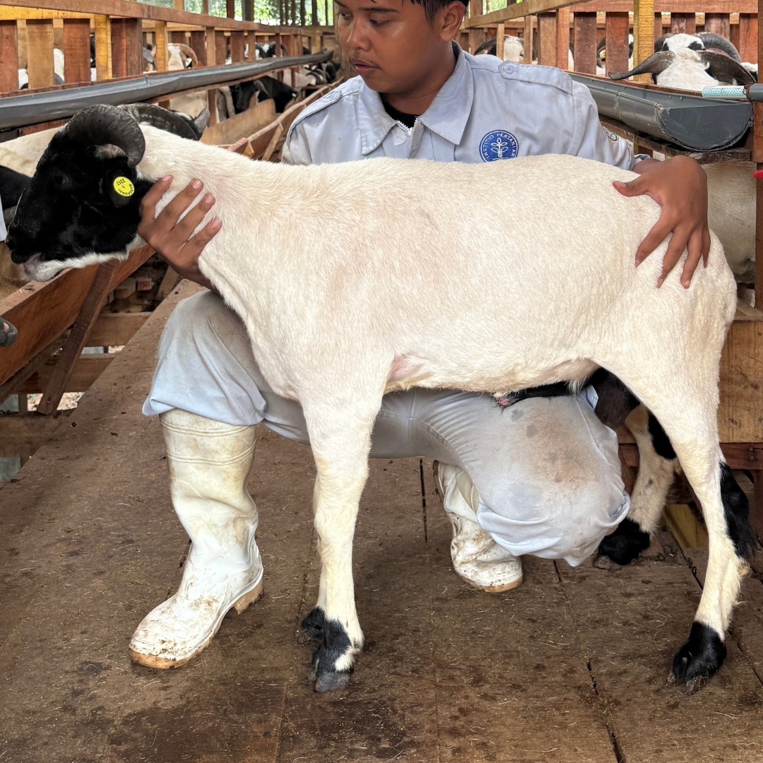 Premium Cross & Garut