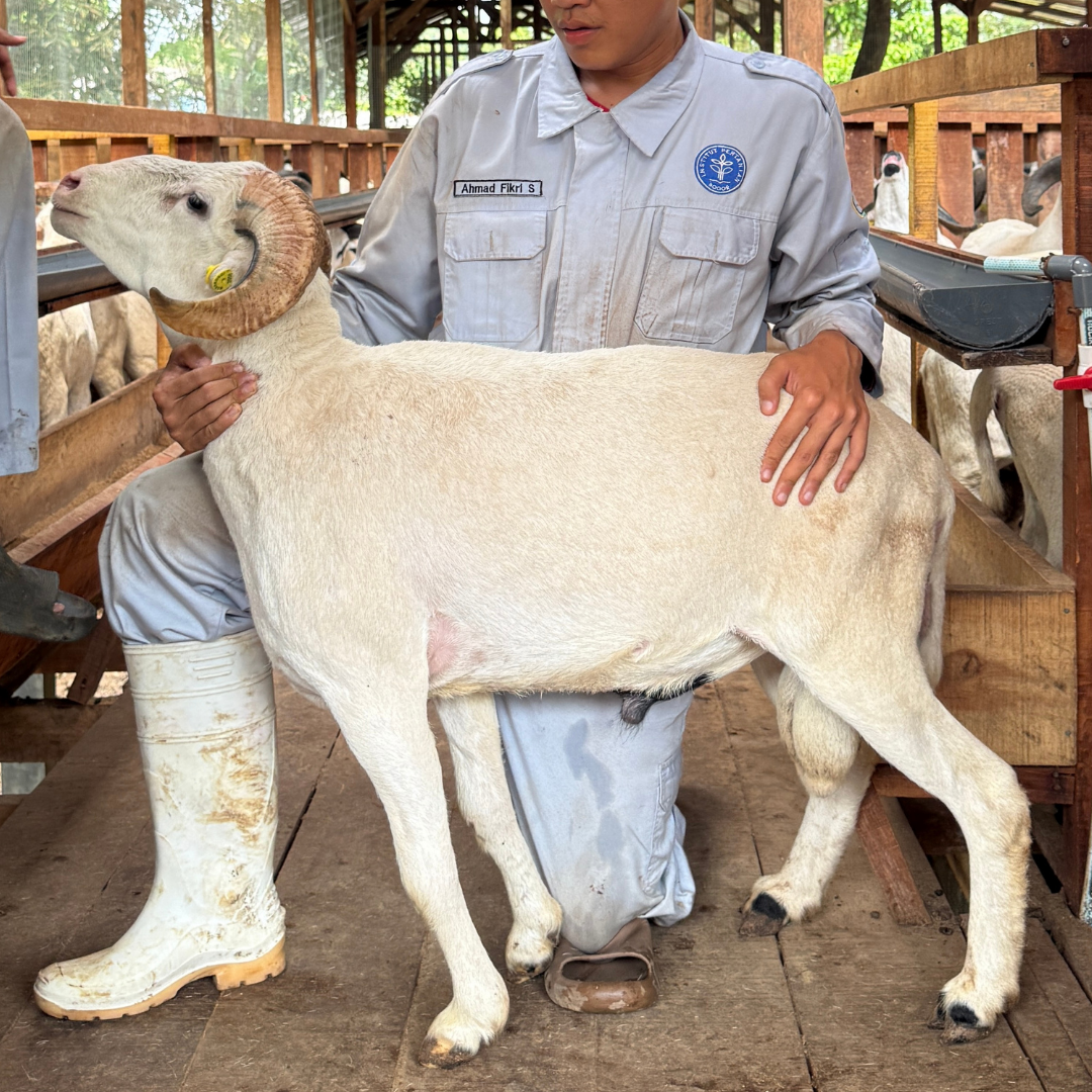 Premium Cross & Garut