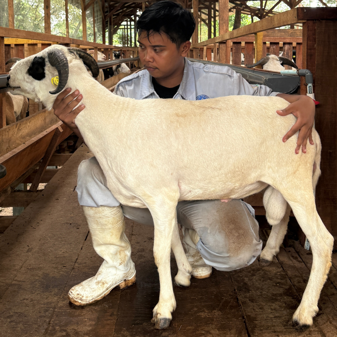 Premium Cross & Garut