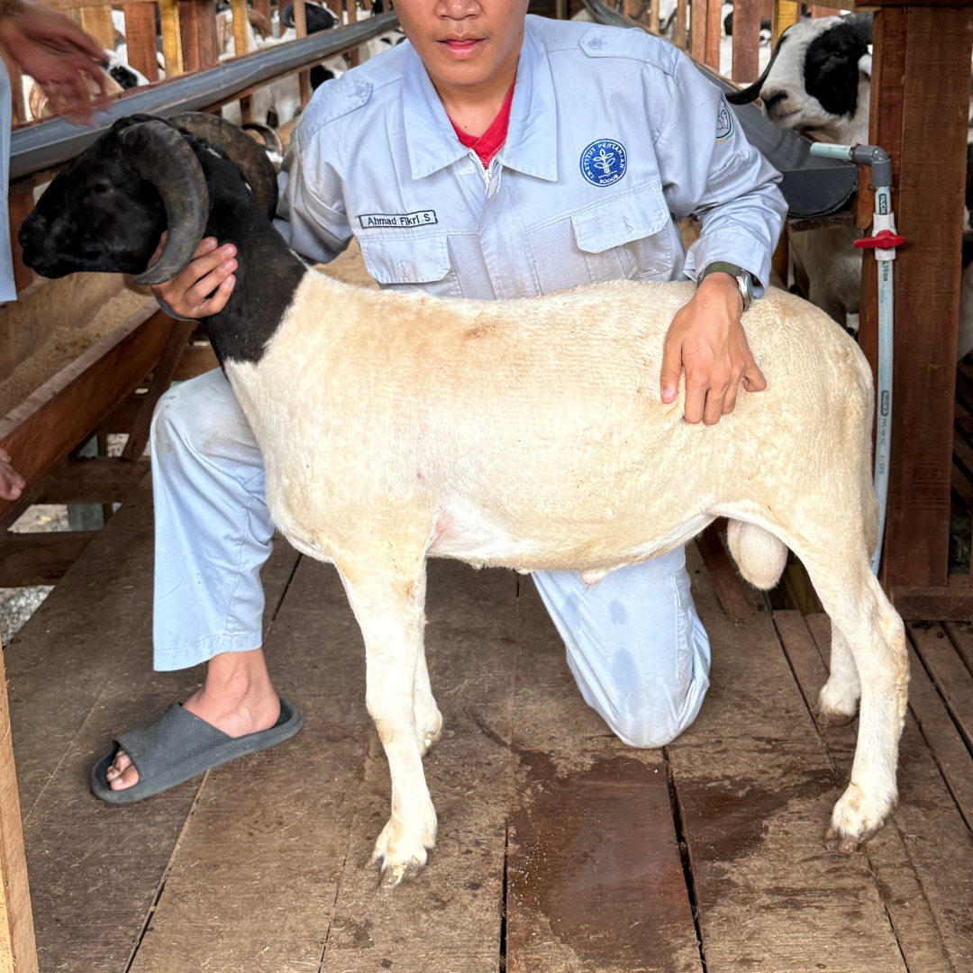 Premium Cross & Garut