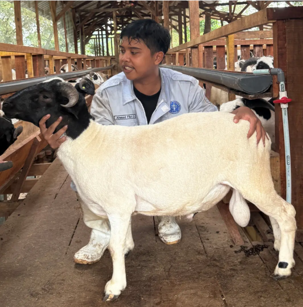 Premium Cross & Garut
