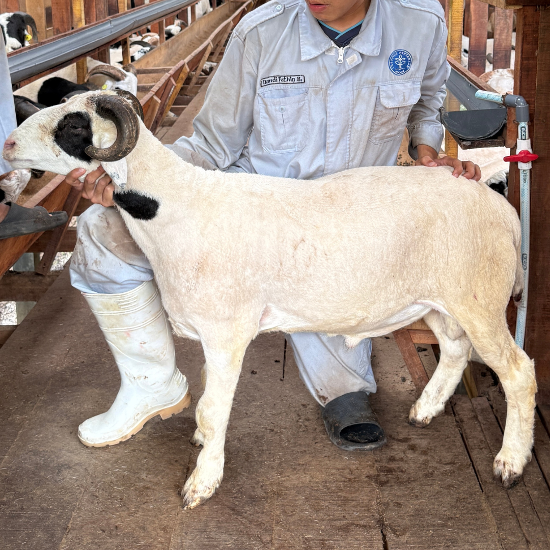 Premium Cross & Garut