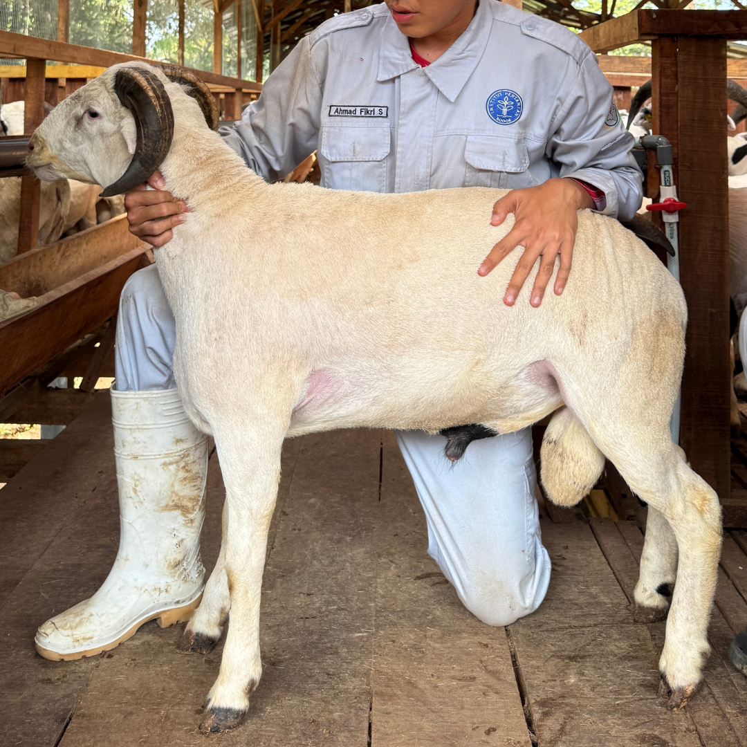 Premium Cross & Garut
