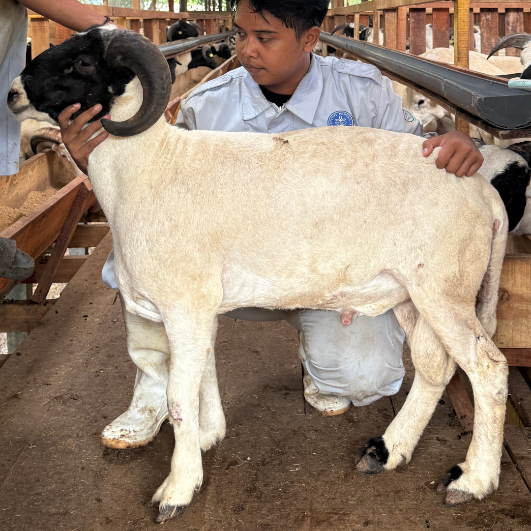 Premium Cross & Garut