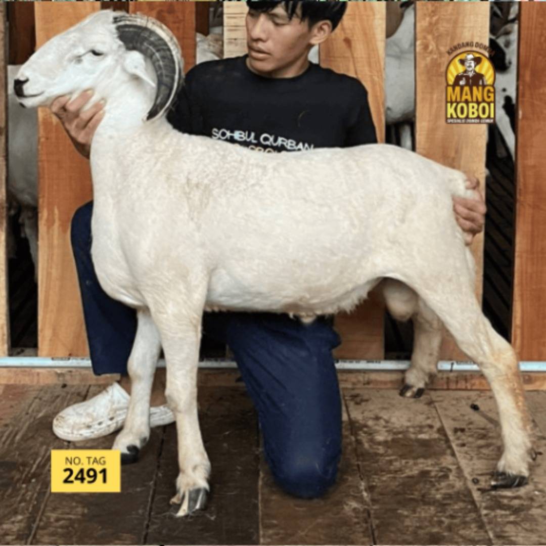 Foto Premium cross & garut